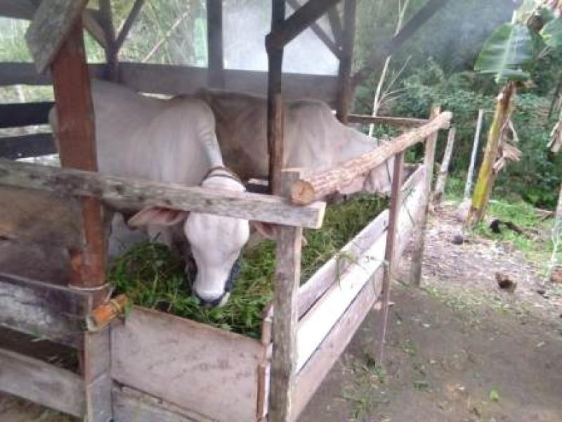TINGKATKAN  POPULASI TERNAK,  BANGKA BELITUNG DISTRIBUSI  SAPI LOKAL  DAN  BRAHMAN CROSS 