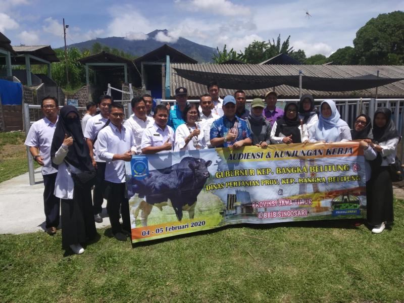 Tingkatkan Populasi Ternak, Pemprov Babel ‘Berguru’ ke Jawa Timur 