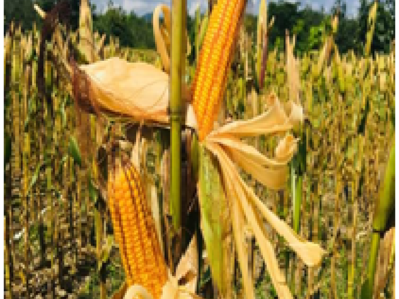 GELIAT TANAMAN JAGUNG DI BANGKA BELITUNG