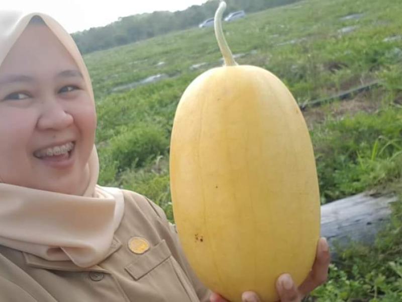 Penerapan Budidaya yang Baik, Tingkatkan Daya Saing Produk Horikultura