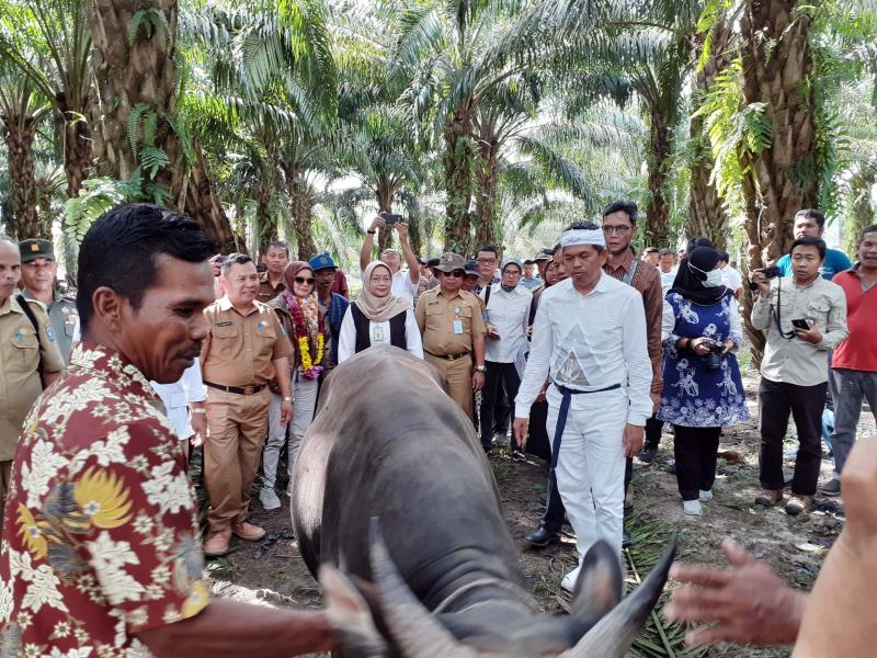 Melalui KUR, Kementan Akan Bantu 1500 Ekor Sapi Untuk Peternak Tunas Baru