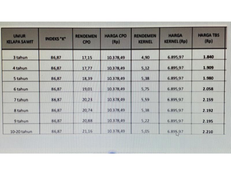 Harga TBS Kelapa Sawit Terus Menguat