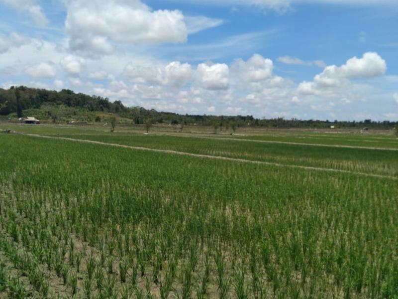 Sahri, Nakhoda Poktan Tani Jaya Pengelola Sawah di Ujung Utara Pulau Bangka 