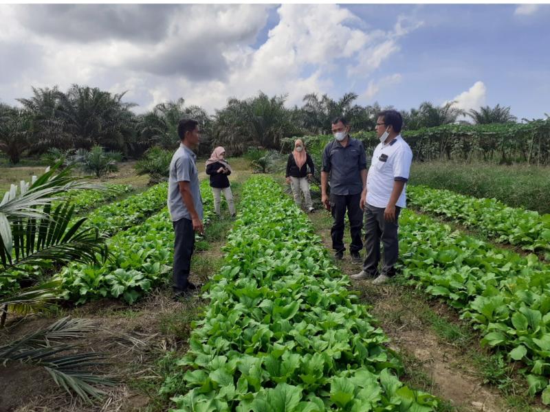 Saprodi dibantu Pemerintah, Petani Sawi Mengaku Masih Raup Untung Meski Harga Jual Terjun Bebas