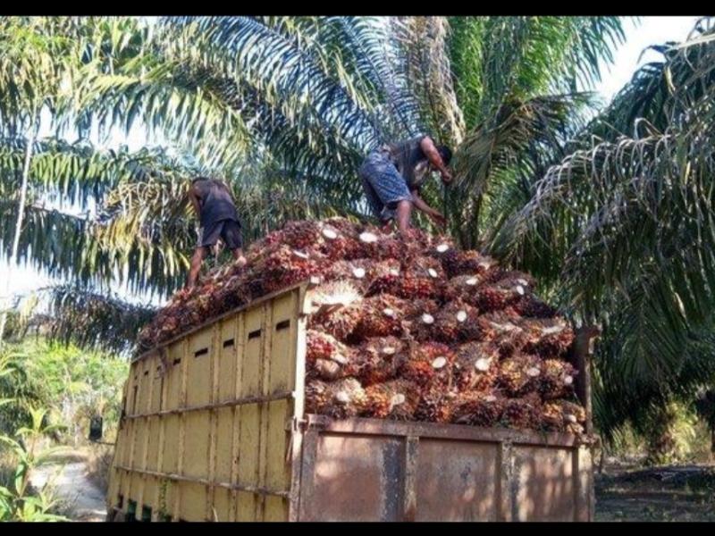 Sempat Turun, Harga TBS Kelapa Sawit Kembali Menguat Bulan Ini