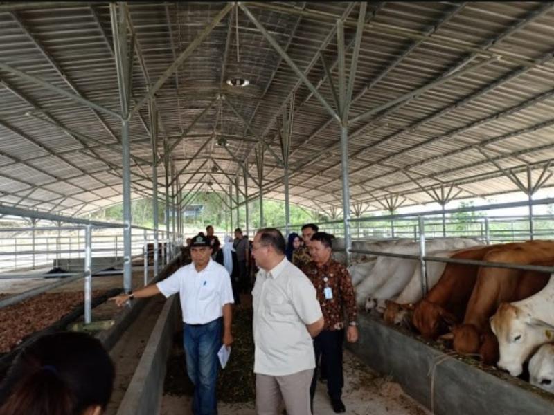 Dinas Pertanian Babel Hibahkan 23 Ekor Sapi Pada Empat Kelompok Peternak 