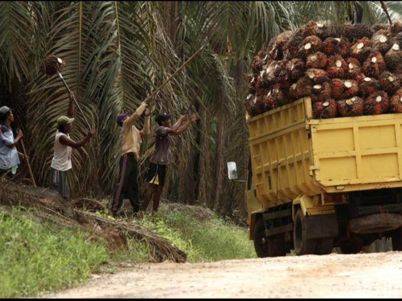 Harga TBS Kelapa Sawit Naik Lagi Bulan Ini, Capai Rp 2.585 Per Kilogram