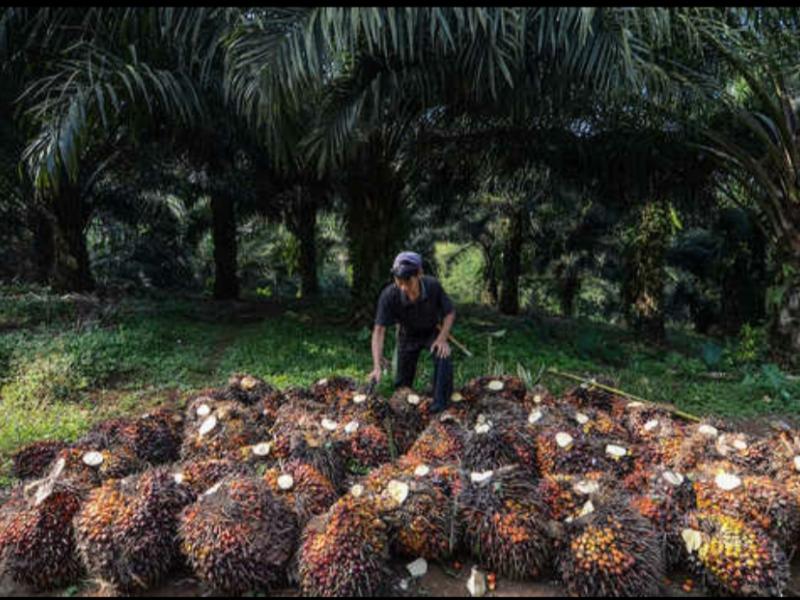 Harga TBS Kelapa Sawit Terus Melejit, Warganet: Mantap!
