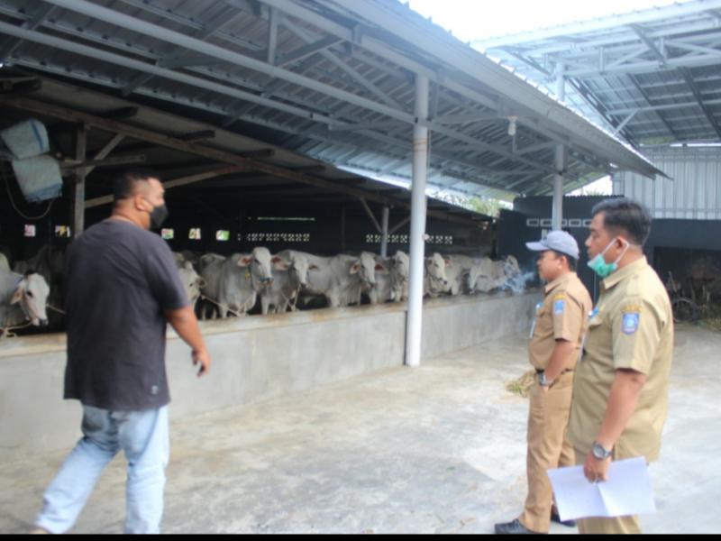 Peternak Sapi di Babel Terima Bantuan Bibit, Mulai Didistribusikan Hari ini