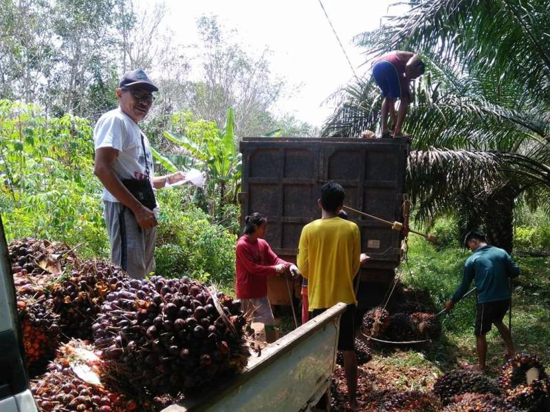 Harga TBS Terus Meroket, Petani Sawit Kantongi Belasan Juta Rupiah Per Bulan 