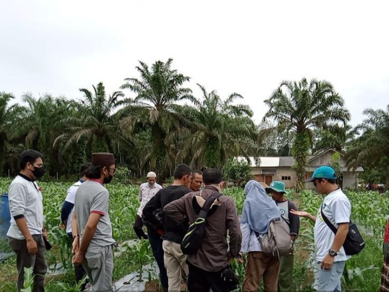 OPT Terkendali, Petani Jagung Sumber Jaya Permai Berharap Hasil Panen Maksimal 