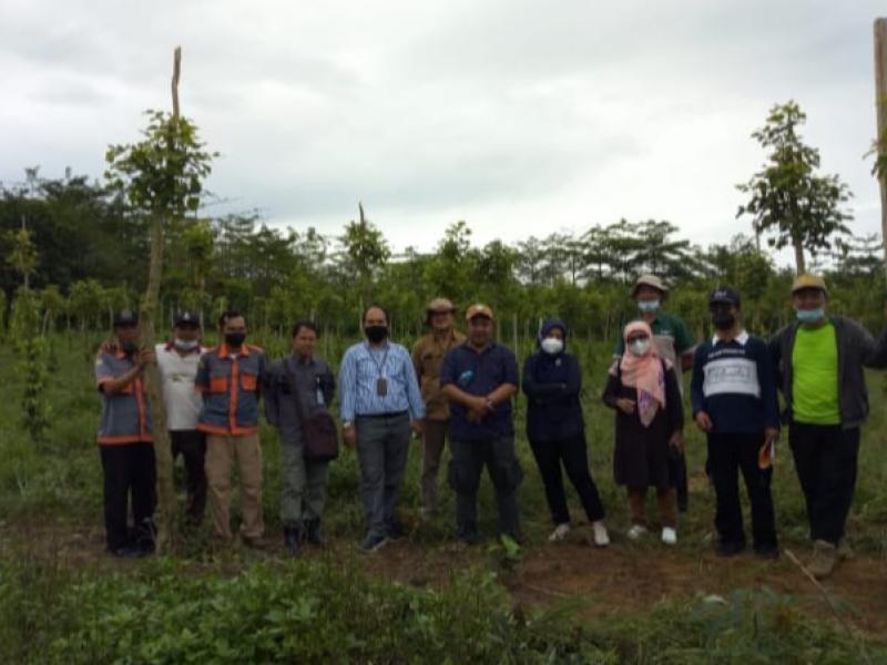 Penuhi Kebutuhan Benih Sumber, Pengawas Benih dan Pemulia Tanaman Murnikan Kebun Induk Lada di Bangka Belitung 