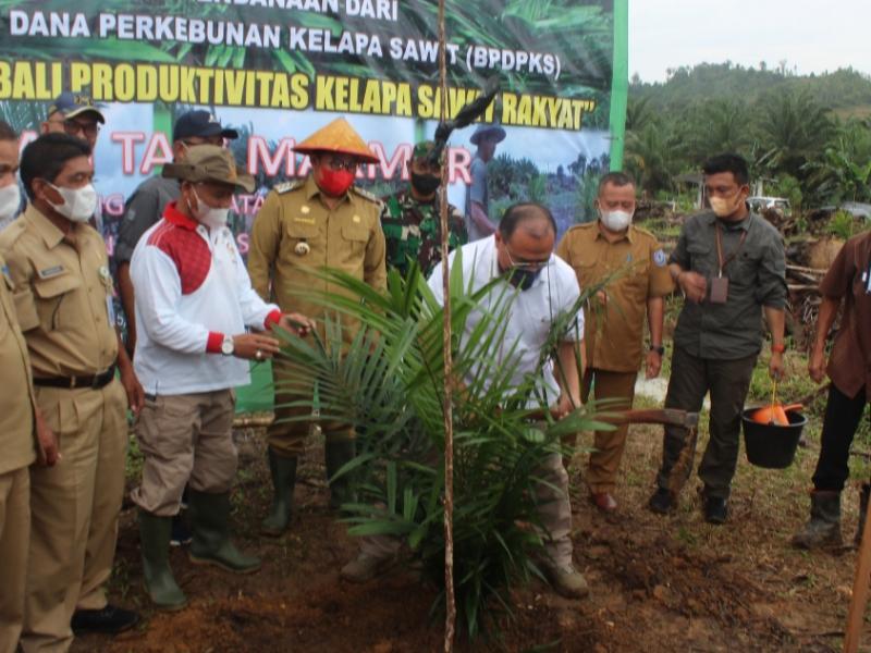 Tanam Perdana Kelapa Sawit Program PKSP, Gubernur Erzaldi: Untuk Tingkatkan Produktifitas