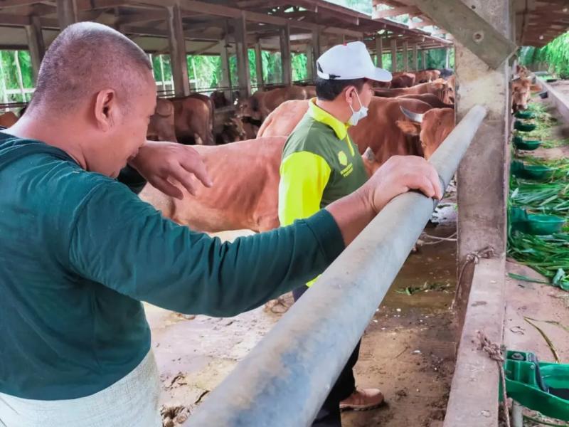 Ada Gejala PMK pada Sapi, Dinas Pertanian Babel Kirim Sampel ke Surabaya