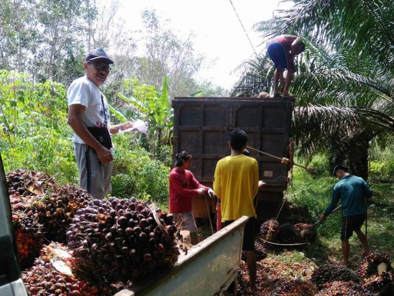 Kementan Gelar Rakor Monitor Harga TBS Kelapa Sawit