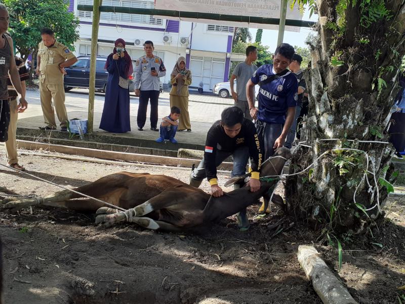 Dinas Pertanian Babel Sembelih Dua Sapi Kurban