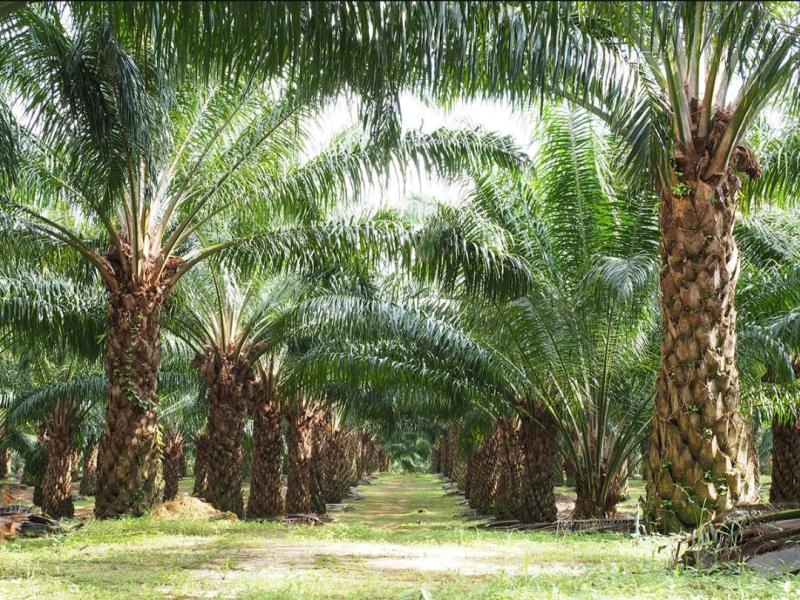Harga TBS Kelapa Sawit Semakin Melejit