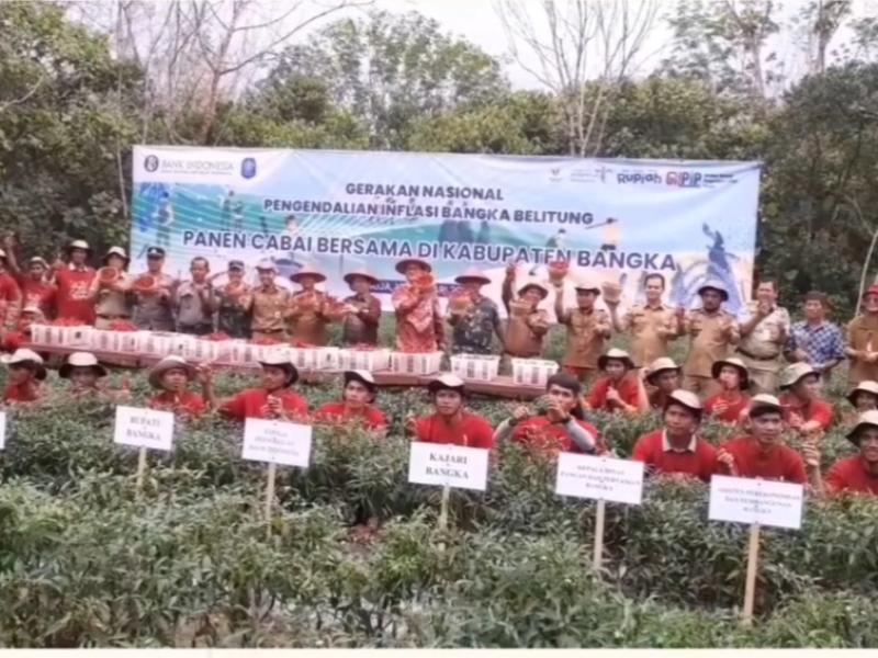 Kepala Dinas Pertanian Babel dan Bupati Bangka Panen Cabai di Desa Kemuja