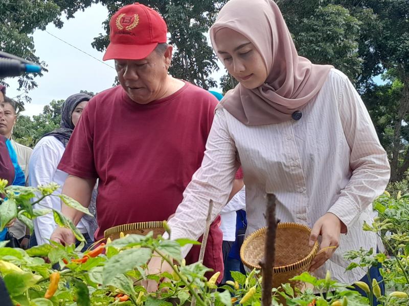 Gubernur Babel Hidayat Arsani Panen Cabai Perdana Program GENCAR