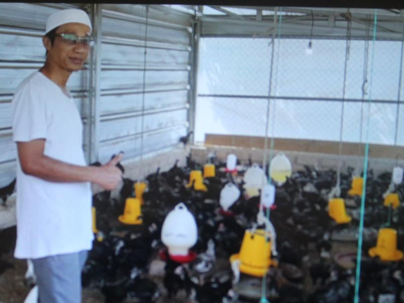 Sukses Mengais Rezeki  dari Ternak Ayam Kampung