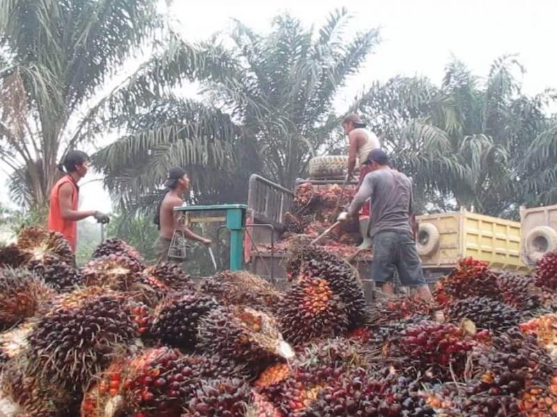 Naik Rp 327, Harga TBS Kelapa Sawit Tembus Rp 3.138 Per Kilogram 