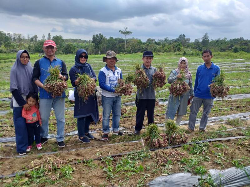 Kurangi Pasokan Dari Luar Bangka Belitung, Kadis Pertanian Berharap Bawang Merah Tak Lagi Sumbang Inflasi