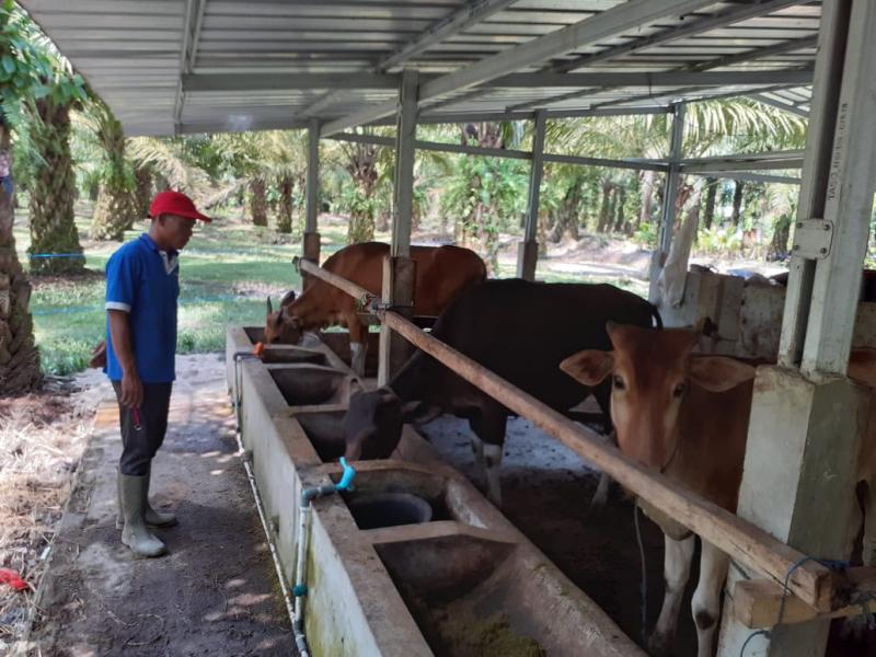 Kisah Sukses Mardani yang Bangun Rumah dan Kuliahkan Anak dari Hasil Ternak Sapi 