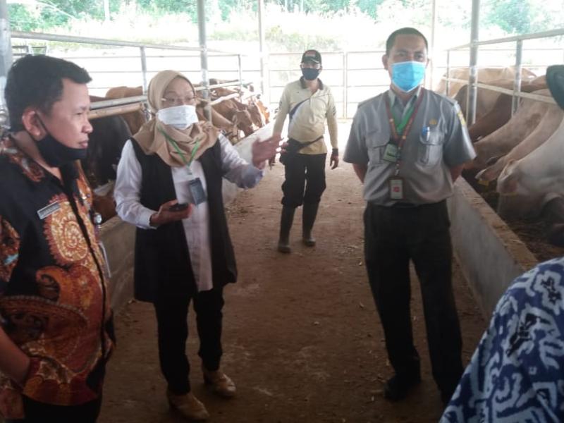 Direktur Pakan Kementan Sebut Ketersediaan Pakan Sapi di Babel Cukup Banyak