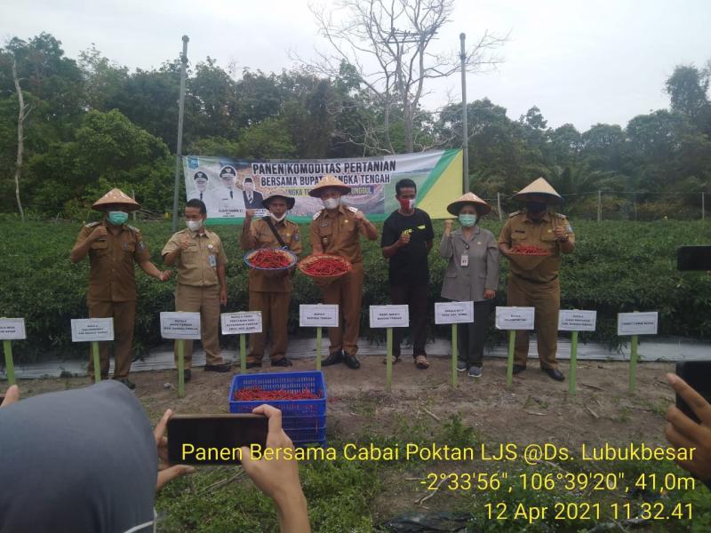 Wakili Kepala DPKP Babel, Kasi Hortikultura Dampingi Wabup Bateng Panen Raya Cabai Merah di Lubuk Besar