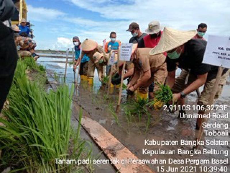 Gubernur Erzaldi dan Kepala Dinas Pertanian Babel Tanam Perdana Padi Sawah di Desa Pergam