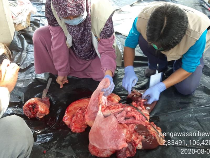 Pastikan Kesehatan Daging Kurban, Besok Tim Keswan Babel disebar ke Kabupaten Kota