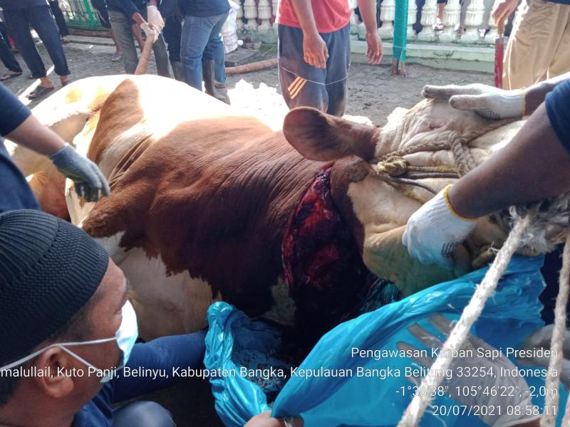 Perjuangan Tim Keswan, Tembus Gelap dan Tinggalkan Keluarga Demi Pastikan Daging Kurban Layak Konsumsi 