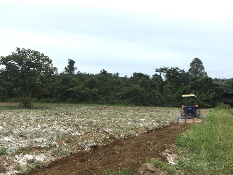 Balai Benih Pertanian Babel Tangkar Benih Jagung, Hasilnya dibagikan Cuma-Cuma ke Petani