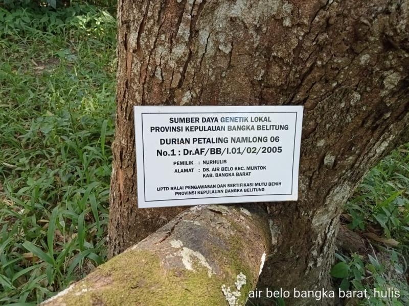 Agar Penuhi Standar Mutu, Proses Perbanyakan Benih Tanaman diawasi Ketat