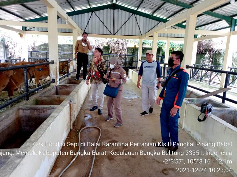 Peternak Desa Cambai Terima 20 Ekor Indukan Sapi dari Kementan