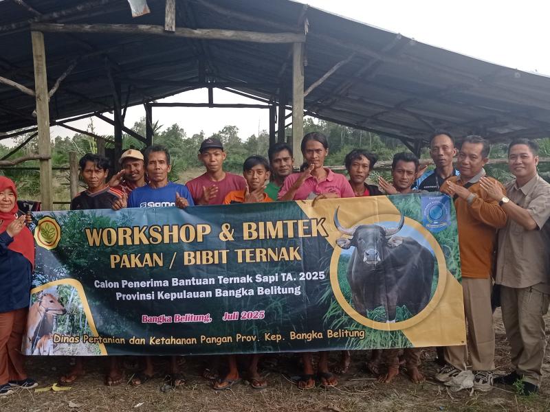 Bantuan Ternak Sapi Dorong Percepatan Babel Lumpat di Negeri Serumpun Sebalai 