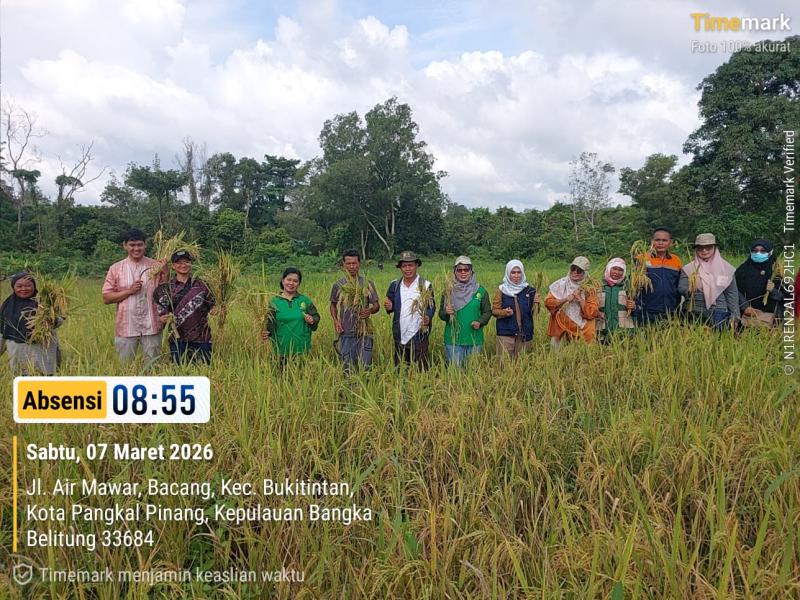 Joko, Kisah Inspiratif Petani Air Mawar: Panen Padi di Lahan Kering dan Terlantar