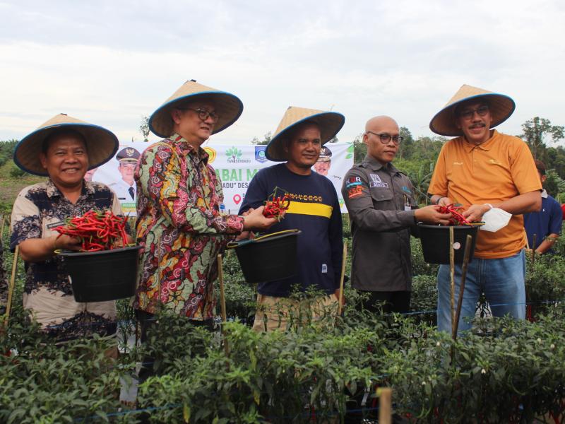 Terkait Pengembangan Cabai di Bangka, Bupati Mulkan: Terima Kasih Pak Pj Gubernur dan Pak Edi Romdhoni