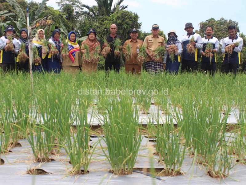 Kepala Dinas Pertanian Babel Sebut Petani  Bawang Pahlawan Inflasi