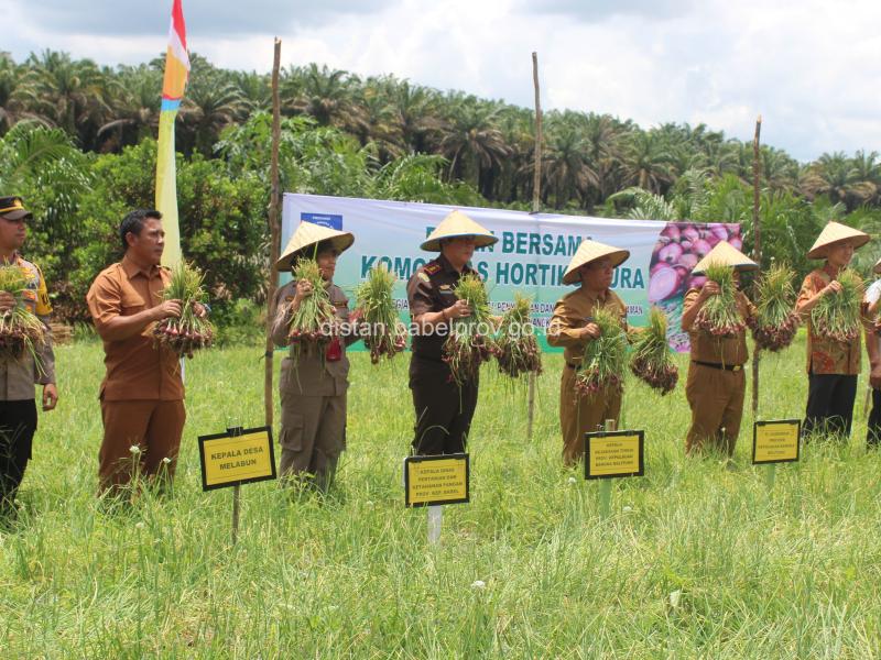 Petani Melabun Panen Bawang Merah, Kepala Dinas Pertanian Babel Sebut Ketergantungan Dengan Luar Daerah Terus Berkurang