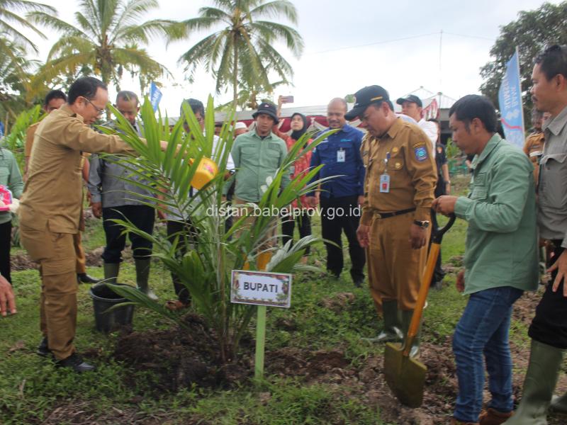 Target Peremajaan Sawit di Babel Tahun Ini 900 Hektar