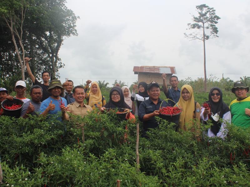 Panen Cabai di Tengah Kemarau, Petani Lubuk Pabrik Raup Untung Puluhan Juta Rupiah