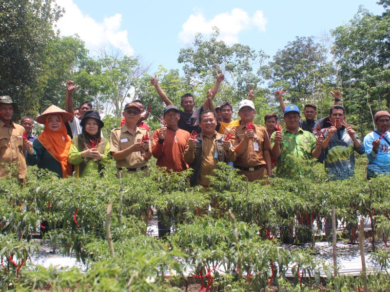 PPHT Pengaruhi Produktivitas Tanaman Cabai Petani Sungai Selan