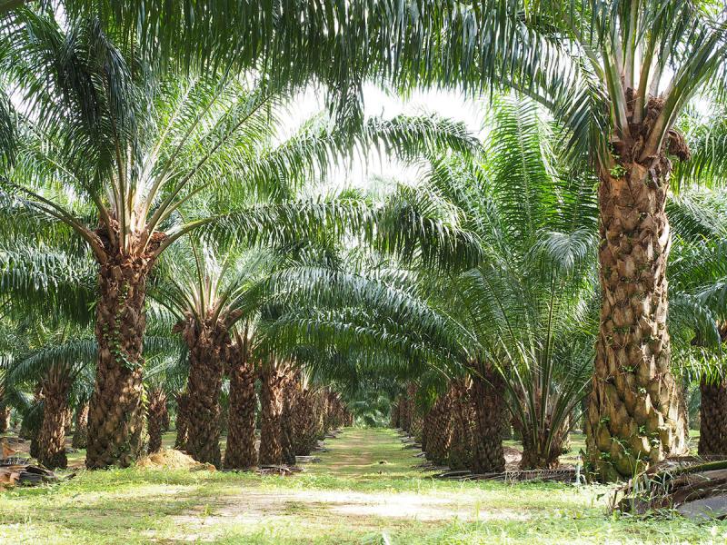 Naik Rp 195, Harga TBS Sawit Bulan April Capai Rp 3.617 per Kilogram 