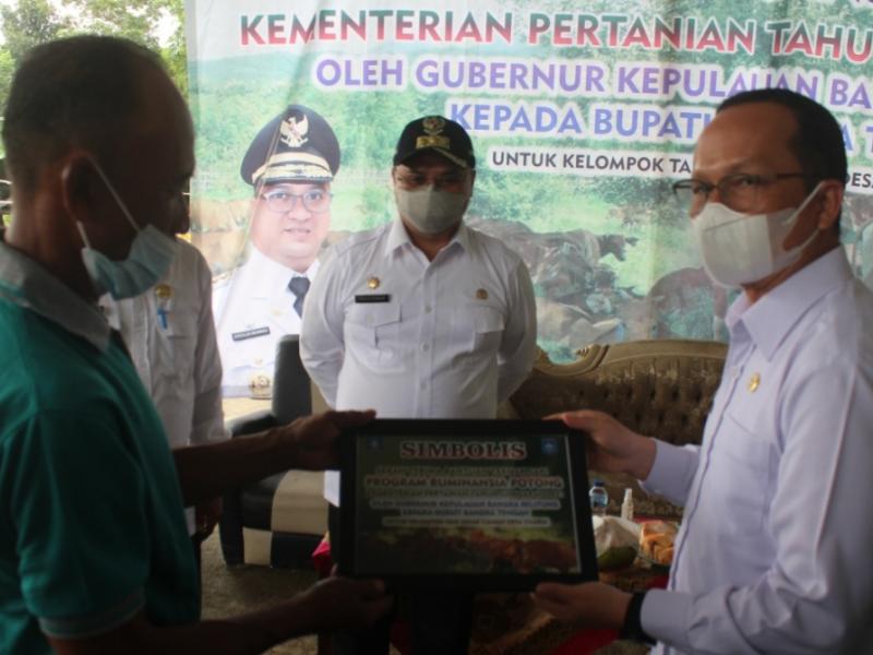 Tingkatkan Populasi, Gubernur Erzaldi Serahkan 20 Ekor Indukan Sapi Kepada Peternak Desa Cambai 