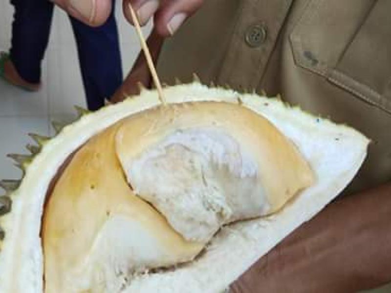 Bangka Belitung Akan Gelar Kontes dan Gebyar Durian