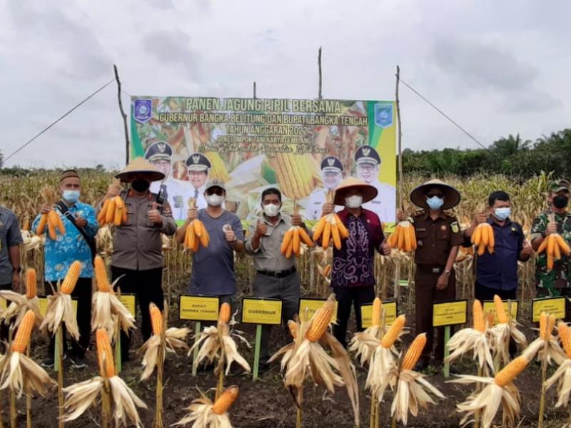 Wakili Gubernur, Kepala Dinas Pertanian Babel Pimpin Panen Raya Jagung Pipil di Lubuk Besar
