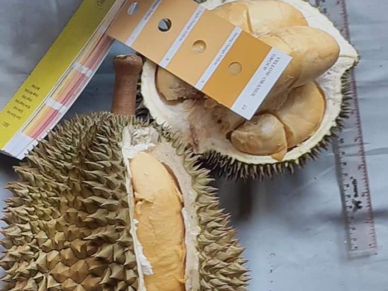 Gubernur Erzaldi Minta Durian Klamunod dipercepat Menjadi Varietas Unggul Nasional