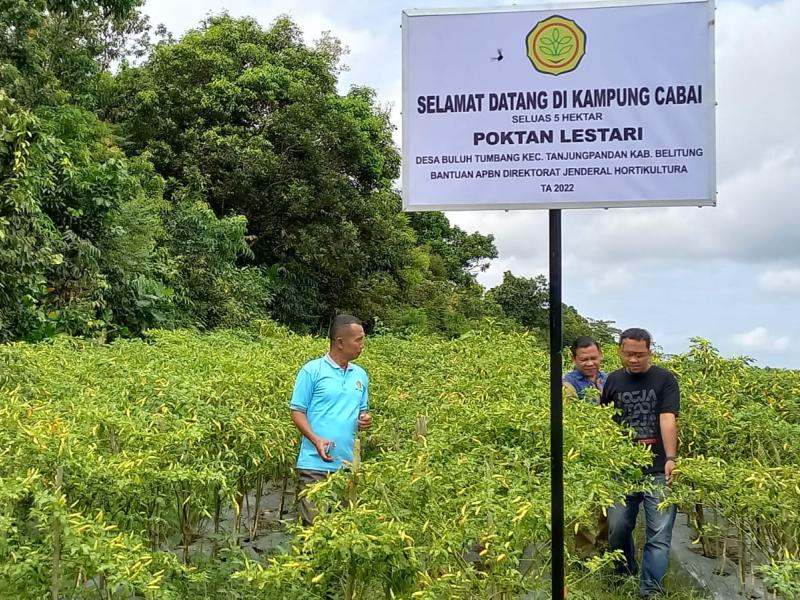 Kepala Dinas Pertanian Babel Kunjungi Kampung Cabai di Tanjung Pandan 