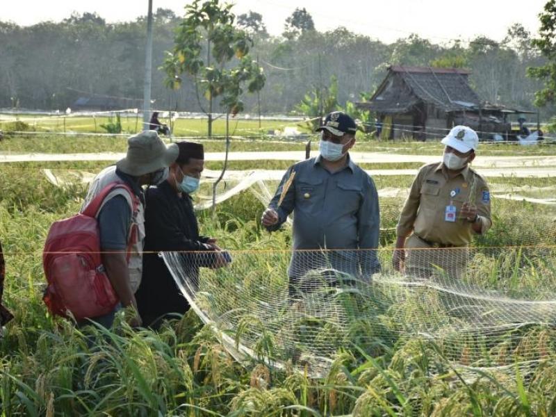 Food Estate Terus dimantapkan, Juaidi: Kelembagaan Petani Harus diperkuat